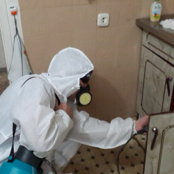 Дезинфекция от муравьев в квартире Сенная площадь метро Спб